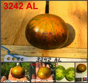 Сорт томатов 3242 AL
