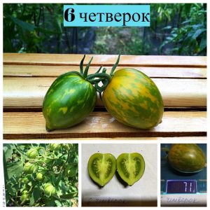 6 ЧЕТВЕРОК (Six Fours) - зеленая полосатая сливка