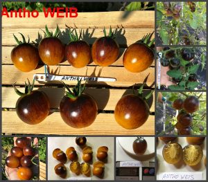 Анто Вайс (Antho WEIß) - сорт томатов из Германии
