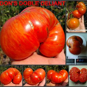 ДВОЙНОЙ ИНТЕРЕС (НАСЛАЖДЕНИЕ) ДОНА (Don’s Doble Deliant) - крупноплодный яркий