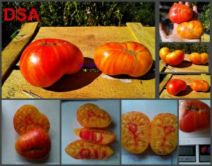 ДСА (DSA), США.Сорт Брэда Гейтса. Средне-спелый ярчайший би-колор