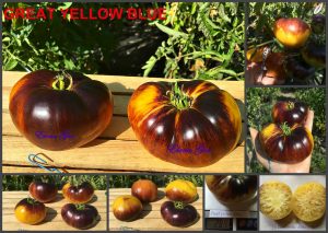 БОЛЬШОЙ ГОЛУБОЙ ЖЕЛТЫЙ (GREAT YELLOW BLUE, GREAT WHITE+P20) - приплюснутый, шоколадно-желтый, антоциан