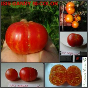 ИСИС КАНДИ БИКОЛОР (ISIS GANDY BI-COLOR). Средне-ранний красивый и вкусный сорт.