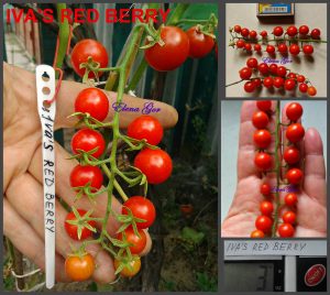 ИВЫ КРАСНАЯ ЯГОДА (IVA'S RED BERRY) - самый маленький плод томатов