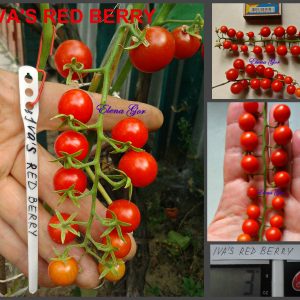 ИВЫ КРАСНАЯ ЯГОДА (IVA'S RED BERRY) - самый маленький плод томатов
