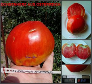 OCHSENHERZ AUS OSTERREICН - ранний красный крупноплод, 10 семян