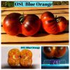 Томаты двух цветные OSU СИНИЙ ОРАНЖ ПОЛОСАТЫЙ