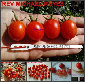 ПРЕПОДОБНЫЙ МАЙКЛ КЕЙС (REVEREND MICHAEL KEYES) - красный черри