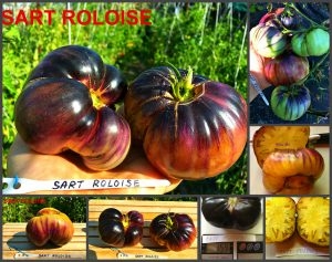 Сорт томатов САРТ РОЛОЙЗ