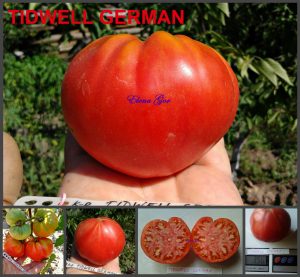 ТИДВЕЛ НЕМЕЦКИЙ (TIDWELL GERMAN).