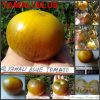 ЯМАЛИ СИНИЙ ТОМАТ (Yamali Blue Tomato). Средне-ранний сорт