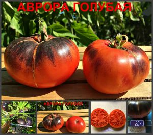 АВРОРА ГОЛУБАЯ, АВРОРА СИНЯЯ (AURORA BLUE) - сладкий красный томат, антоциан, 10 семян АВРОРА ГОЛУБАЯ, АВРОРА СИНЯЯ (AURORA BLUE) - сладкий красный томат, антоциан, 10 семян
