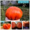 АВСТРАЛИЕЦ (AUSTRALIAN) - крупный красный биф, 10 семян
