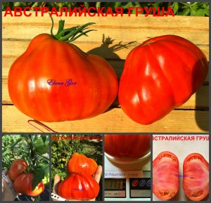 АВСТРАЛИЙСКАЯ ГРУША (AUSTRALIAN PEAR) - красный сладкий трюфель, 10 семян