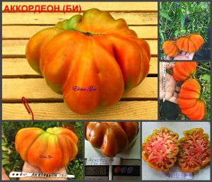 АККОРДЕОН КРАСНЫЙ (ACCORDION BI-COLOR RED) - красный трюфель, 10 семян