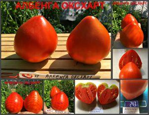 АЛЬБЕНГА ОКСХАРТ (Albenga Oxheart) - красное сладкое сердце