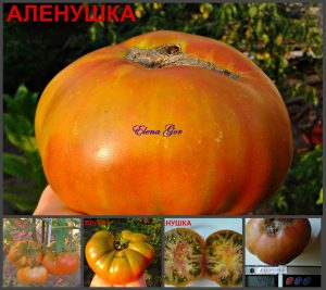 АЛЕНУШКА (ALYONUSHKA) - шоколадный сладкий би-колор