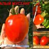 АЛЫЙ МУСТАНГ (RED MUSTANG) - среднеспелый известный сорт