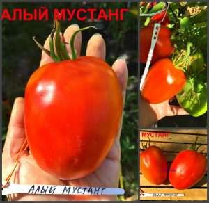 АЛЫЙ МУСТАНГ (RED MUSTANG) - среднеспелый известный сорт