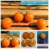 АМБРОЗИЯ ОРАНЖЕВАЯ (Ambrosia orange) - круглый черри мандаринового цвета, 10 семян