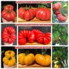 АМЕРИКАНСКИЙ РЕБРИСТЫЙ КРАСНЫЙ (AMERICAN RIBBED RED) - ребристый крупный бифштекс, 10 семян 5280 АМЕРИКАНСКИЙ РЕБРИСТЫЙ КРАСНЫЙ 5280