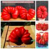 АМЕРИКАНСКИЙ РЕБРИСТЫЙ КРАСНЫЙ (AMERICAN RIBBED RED) - ребристый крупный бифштекс, 10 семян АМЕРИКАНСКИЙ РЕБРИСТЫЙ КРАСНЫЙ