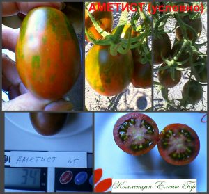 АМЕТИСТ (AMETIST) - шоколадная полосатая сливка, 10 семян АМЕТИСТ (AMETIST) - шоколадная полосатая сливка, 10 семян