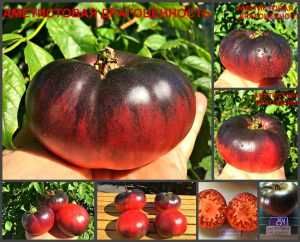 АМЕТИСТОВАЯ ДРАГОЦЕННОСТЬ сорт томатов