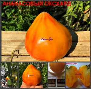 АНАНАСОВЫЙ ОКСХАРД (Pineapple Oxheart) - яркое сердце биколор