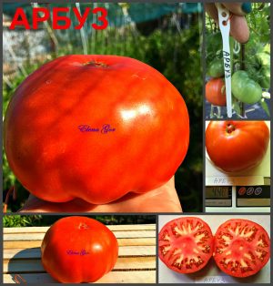 АРБУЗ (Watermelon) - красный бифштекс, крупноплод, 10 семян