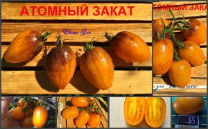 АТОМНЫЙ ЗАКАТ (ATOMIC-SUNSET) - сладкий золотой черри, антоциан, 10 семян АТОМНЫЙ ЗАКАТ (ATOMIC-SUNSET) - сладкий золотой черри, антоциан, 10 семян
