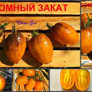 АТОМНЫЙ ЗАКАТ (ATOMIC-SUNSET) - сладкий золотой черри, антоциан, 10 семян