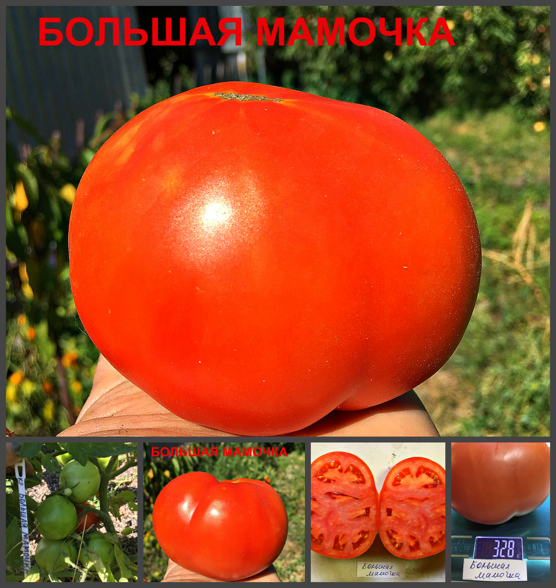 частное мамки БОЛЬШАЯ МАМОЧКА - крупный ранний урожайный красный томат