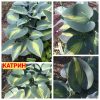 CATHERINE (КАТРИН, КАТЕРИНА) - средняя очень плотная яркая хоста (Medium, 31-56 см)