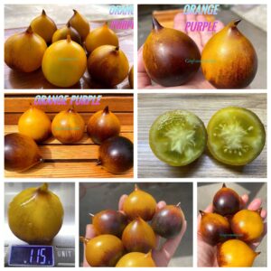 ORANGE PURPLE