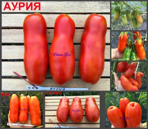 АУРИЯ (AURIA) - красная длинная уникальная сладкая сливка, 10 семян АУРИЯ (AURIA) - красная длинная уникальная сладкая сливка, 10 семян