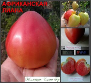 АФРИКАНСКАЯ ЛИАНА (African Vining) - малиновое вкусное сладкое сердце, 10 семян АФРИКАНСКАЯ ЛИАНА (African Vining) - малиновое вкусное сладкое сердце