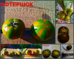 АФТEРШОК (AFTERSHOK) - яркий сладкий экзотический полосатый би-колор, 5 семян АФТEРШОК (AFTERSHOK) - яркий сладкий экзотический полосатый би-колор, 5 семян