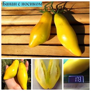 БАНАН С НОСИКОМ (Bananu) - желтая длинная сливка, 5 семян