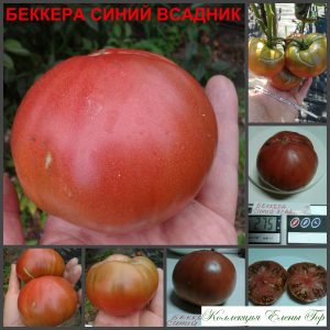 БЕККЕРА СИНИЙ ВСАДНИК (Becker’s Blaue Dolgener) - пурпурный салатный сорт, 10 семян