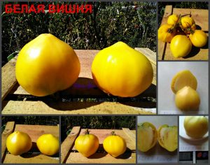 БЕЛАЯ ВИШНЯ (WHITE CHERRY) - желтое красивое сердце