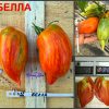 БЕЛЛА КРАСНАЯ (BELLA) - красная полосатая сливка, 10 семян