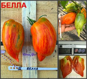 БЕЛЛА КРАСНАЯ (BELLA) - красная полосатая сливка, 10 семян БЕЛЛА КРАСНАЯ (BELLA) - красная полосатая сливка, 10 семян