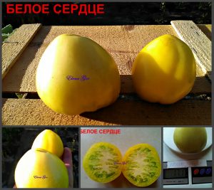 БЕЛОЕ СЕРДЦЕ (WHITE HEART) - нежное желтое сердце для аллергиков, 10 семян