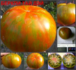 БЕРКЛИ ТАЙ ДЭЙ (BERKELEY TIE DYE) - шоколадный полосатый би-колор, 10 семян