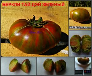 БЕРКЛИ ТАЙ ДЭЙ ЗЕЛЕНЫЙ (BERKELEY TIE DYE GREEN) - зелено-шоколадный би-колор, 10 семян