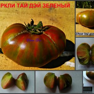 БЕРКЛИ ТАЙ ДЭЙ ЗЕЛЕНЫЙ (BERKELEY TIE DYE GREEN) - зелено-шоколадный би-колор, 10 семян