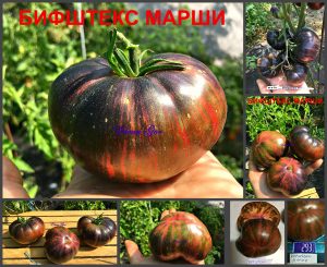 БИФШТЕКС МАРШИ (Marsha's Starfighter Beefsteak) - разноцветный фруктовый красавец-томат, 10 семян БИФШТЕКС МАРШИ (Marsha's Starfighter Beefsteak) - разноцветный фруктовый томат