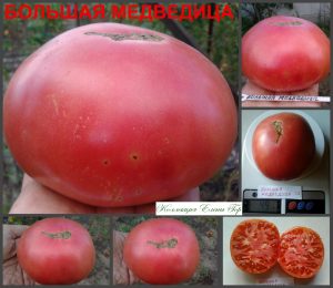 БОЛЬШАЯ МЕДВЕДИЦА (BIG DIPPER) - ранний розовый бифштекс, 10 семян