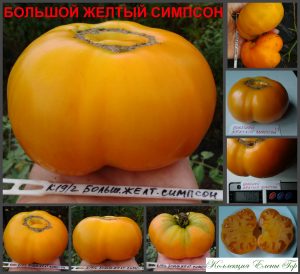 БОЛЬШОЙ ЖЕЛТЫЙ СИМПСОН (Big Yellow Simpson) - желтый крупный бифштекс, 10 семян